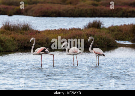 Drei natürliche Flamingos (phoenicopterus ruber) Wandern im flachen Wasser Stockfoto