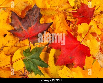 Satz von Ahorn Blätter im Herbst, kann als Hintergrund verwendet werden Stockfoto