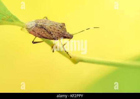 Shield Bug Insekt zu Fuß auf Blatt Stockfoto