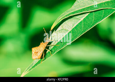 Shield Bug Insekt zu Fuß auf Blatt Stockfoto