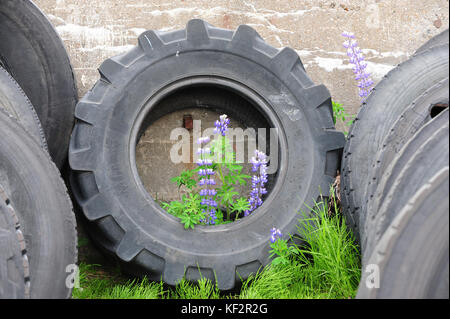 Verlassene, weggeworfene Autoreifen auf Steinmauer-Hintergrund mit Lupinenblumen, die durch das Zentrum im Dorf Siglufjordur, Nordisland, aufwachsen Stockfoto