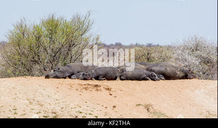 Eine Familie der Flusspferde neben einem Wasserloch in den Caprivizipfel, Namibia dösen Stockfoto