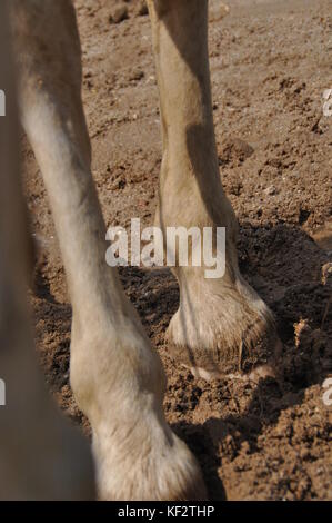 In der Nähe von horselegs und Klauen und in feuchten Sand Stockfoto