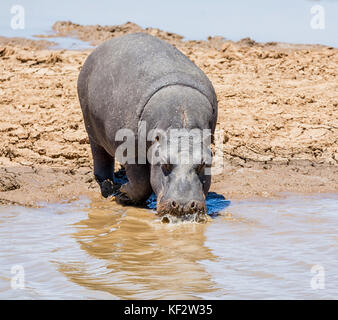 Hippo in einem Fluss im Caprivizipfel, Namibia Stockfoto