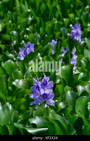 Die invasive Arten, gemeinsame Wasserhyazinthe (eichhornia crassipes) Blühende auf der Ross River, Townsville, Queensland, Australien Stockfoto