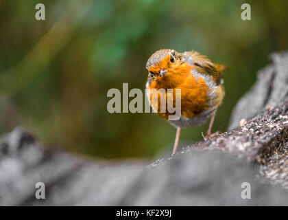 Kein Batman, Robin, in Cardiff, South Wales, Großbritannien Stockfoto