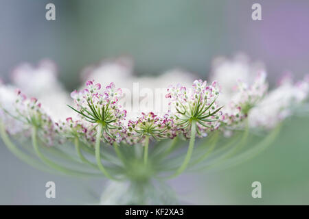 Daucus carota' Dara" - Queen Anne's Lace. Stockfoto