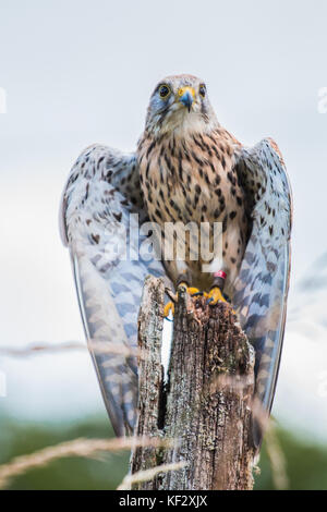 Raubvogel, in Shropshire genommen Stockfoto