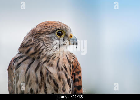 Raubvogel, in Shropshire genommen Stockfoto