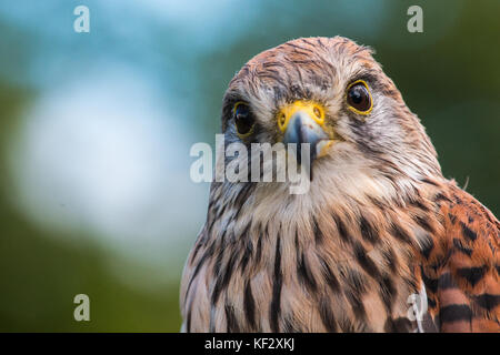 Raubvogel, in Shropshire genommen Stockfoto