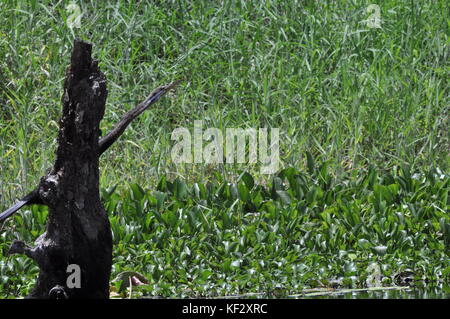 Australasian schlangenhalsvogel (anhinga melanogaster) Trocknen seine Flügel zwischendurch, Ross River, Townsville, Australien, Stockfoto