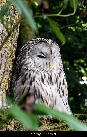 Fluffiest Eule, die ich je gesehen habe, aber leicht reizbar, es würde sie, wenn sie sich nähern, die die Art und Weise dieser Vogel, der sie warnt, und es gibt Blicke! Stockfoto