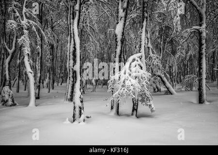 Frisch Schnee Bäume in der Nähe der Hohneck in den Vogesen, Frankreich Stockfoto