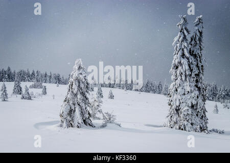 Zwei schneebedeckten Tannen trotzt dem Schnee Sturm auf dem Hohneck in den Vogesen Stockfoto
