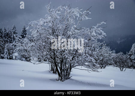Schnee bedeckt einsamer Baum trotzt dem Schnee Sturm auf dem Hohneck in den Vogesen Stockfoto