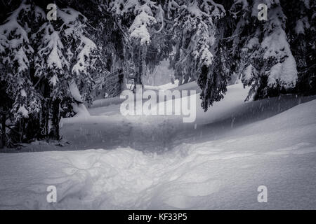 Schneeschuhwandern Pfad unter schneebedeckten Tannen in der Nähe der Hohneck in den Vogesen. Stockfoto