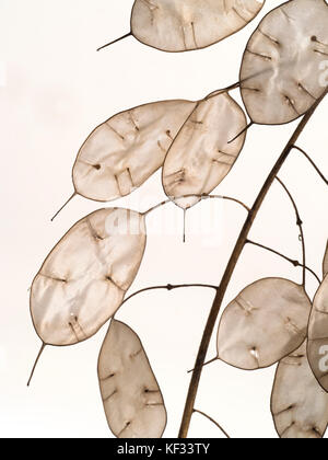 Jährliche Ehrlichkeit Lunaria annua Samenköpfe Stockfoto