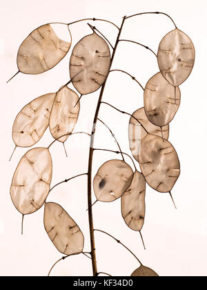 Jährliche Ehrlichkeit Lunaria annua Samenköpfe Stockfoto