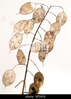 Jährliche Ehrlichkeit Lunaria annua Samenköpfe Stockfoto