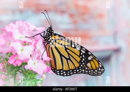 Monarchfalter Danaus Plexippus weiblich neu entstanden an einem Rosa eine Blume Stockfoto