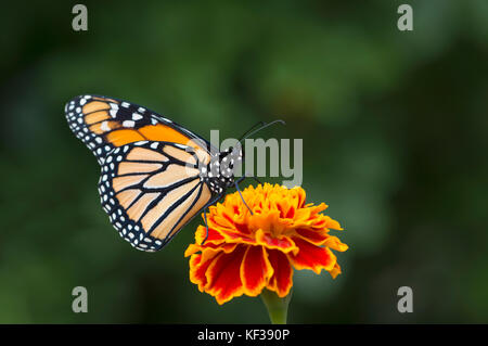 Monarchfalter Danaus Plexippus männlichen auf einer Blume - Seitenansicht Stockfoto