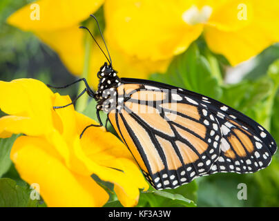 Monarchfalter Danaus Plexippus weiblichen ruht auf einem leuchtenden Gelb Violett Blume - Seitenansicht Stockfoto