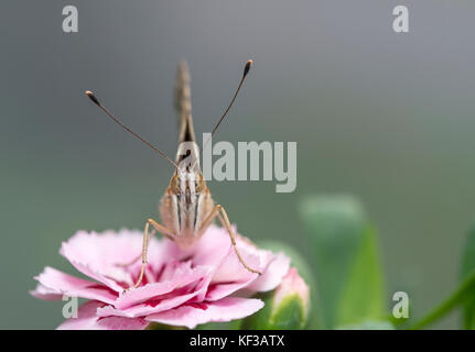 Distelfalter Schmetterling auf einem rosa Blume mit einem weichen Fokus Hintergrund Stockfoto