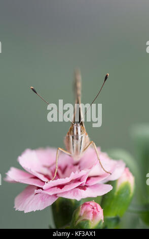 Distelfalter Schmetterling auf einem rosa Blume mit einem weichen Fokus Hintergrund Stockfoto