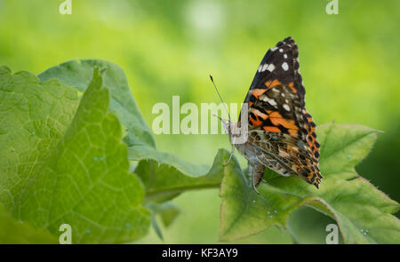 Lady butterfly Vanessa Cardui weiblichen Festlegung ein Ei auf einer Distel mit Eiern gefüllt Lackiert Stockfoto