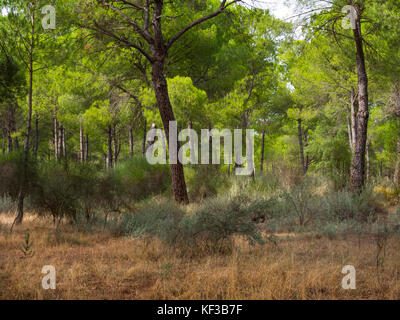 Pinien im Nationalpark Doñana Spanien Stockfoto