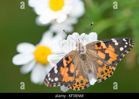 Painted Lady Vanessa Cardui Schmetterling mit Flügel auf einem weißen Gemeinsame daisy flower - Ansicht von oben Stockfoto