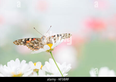 Painted Lady Vanessa Cardui Schmetterling mit Flügel auf einem weißen Gemeinsame daisy flower - Vorderansicht Stockfoto