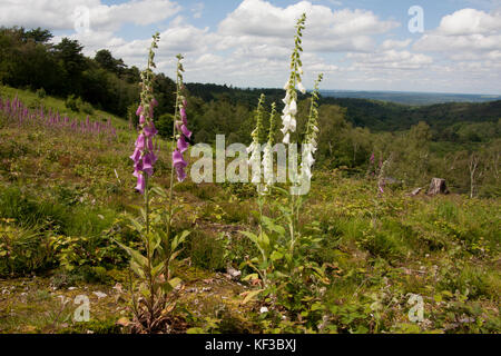 gemeinsamen Fingerhut (Digitalis Purpurea) wachsen auf den Hängen des Devils Punchbowl, Hindhead, Surrey, England Stockfoto