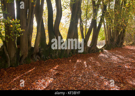 Reihen von Buchen (fagus sylvatica) in den alten Wäldern bei Devils Punchbowl, das größte von Frühling gesäumte Tal in Großbritannien aus dem Mesozo Stockfoto