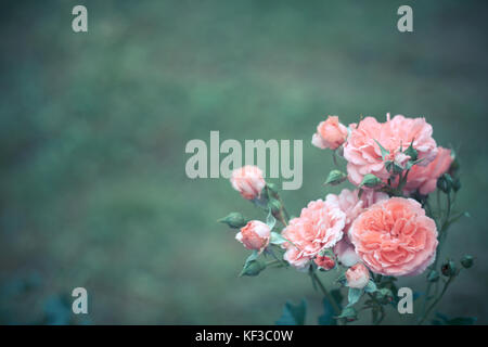 Grüner Hintergrund für Ihren Text mit schönen punk Rosen unten rechts (Getönten Foto) Stockfoto