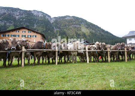 Rinder in Lech, Österreich Stockfoto