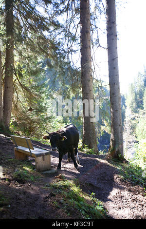 Rinder in den Hügeln Lech, Österreich Stockfoto