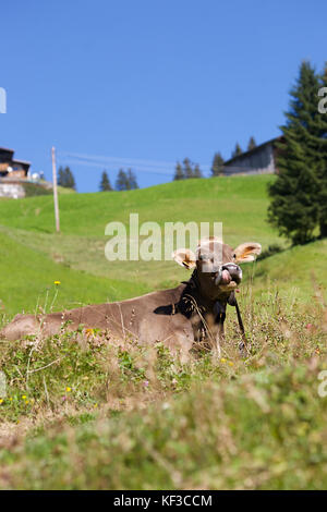 Rinder in den Hügeln Lech, Österreich Stockfoto