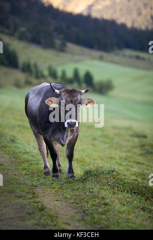 Vieh im Tal Lech, Österreich Stockfoto