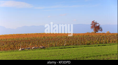 Schafe weiden auf dem Feld in der Nähe von Weinbergen Stockfoto