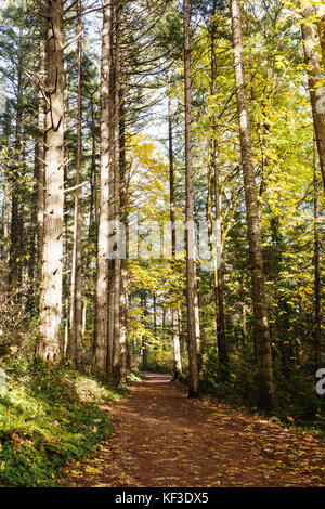 Herbst Trail. Elk Lake, Vancouver Island, BC. Kanada Stockfoto