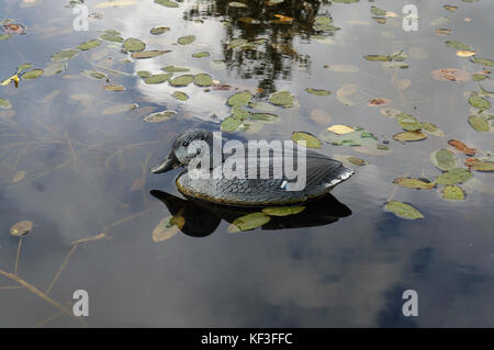 Eine künstliche Gummi bo Name Ente schwimmt in einer ruhigen rustikalen Teich. Herbst Tag Außenaufnahme Stockfoto