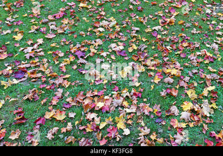 Tausend Herbst Ahorn gelbe und rote Blätter auf dem grünen Rasen liegen. Panoramablick auf die Collage aus mehreren outdoor Fotos Stockfoto