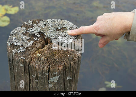 Es ist ein Grauen Flechten, die wächst auf einem morschen alter Baum in der Nähe von einem Wald See. Die Finger der rechten Hand der alten Großmutter Punkte in die Mitte o Stockfoto