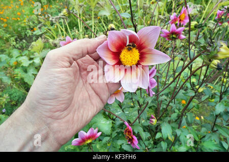 Älterer Bauer Großvater hält in seiner Hand herbst Dahlien mit Insekt Hummel innerhalb einer Blume. real September Tag shot mit Soft Focus Stockfoto