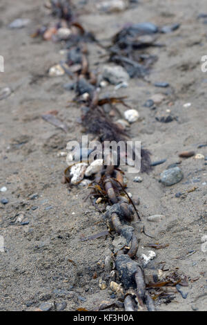 Eine alte Rostige Anker Kette zu Korrosion und Fäulnis im nassen Sand auf Kies- und Sandstrand in Tintagel in Cornwall links. rostige Kette am Strand Stockfoto