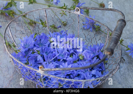 Wegwarte, Ernte, Kräuterernte in einem Korb, Gemeine Wegwarte, gewerbliche Wegwarte, Zichorie, Cichorium intybus, Chicory, Gemeine Chicorée Stockfoto