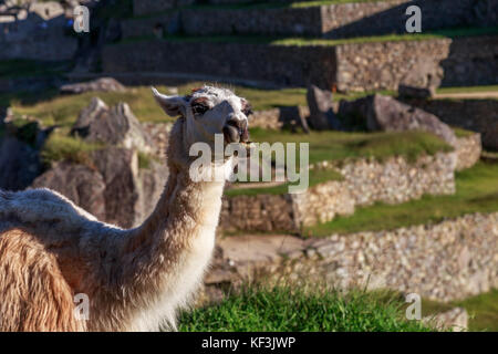 Llama kauen das Gras mit der Terrasse von Machu Picchu als Hintergrund, Cusco Region, Peru Stockfoto