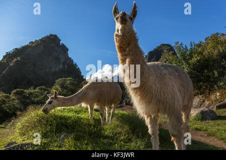 Lamas essen Gras auf der Wiese mit Wayna Picchu Berg im Hintergrund, Machu pikchu, Cusco Region, Peru Stockfoto