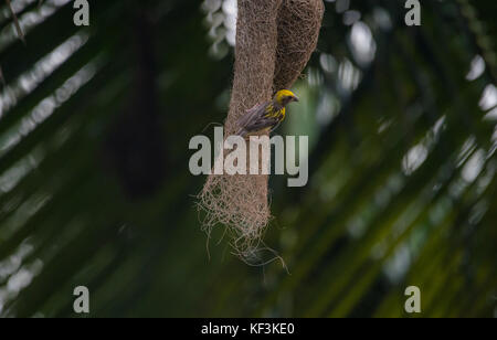 Ein männlicher Baya weaver Vogel auf seinem Nest gehockt Stockfoto